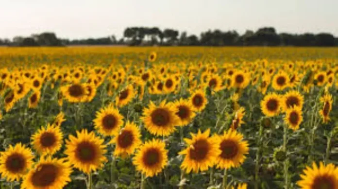 Campo de maíz y girasol en Entre Ríos
