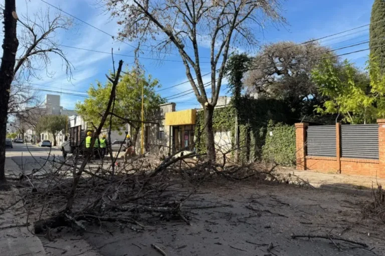 Poda de árboles en el centro y la Costanera