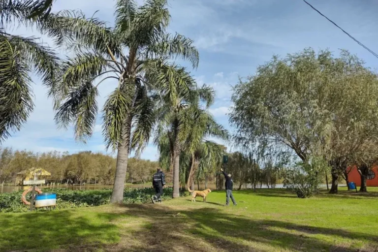 Palmera yatay en Entre Ríos, especie afectada por el picudo rojo