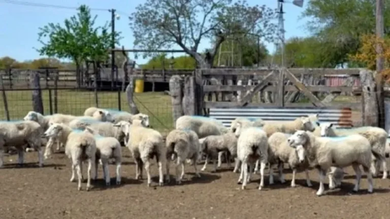 Ovejas y cabras en un campo