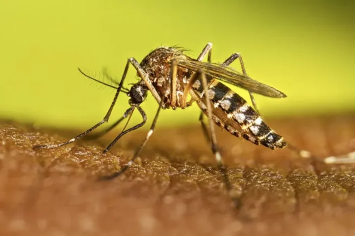 instan-a-sostener-las-acciones-contra-el-dengue-durante-el-invierno Mosquito Aedes aegypti