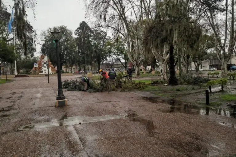Pino caído en Plaza San Martín