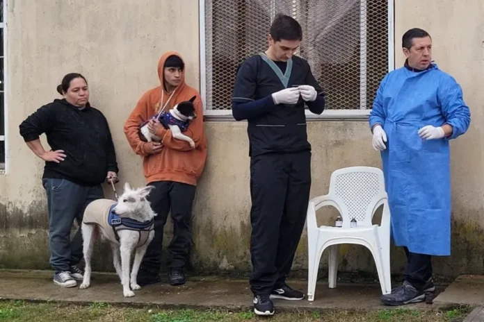 Atención veterinaria gratuita para perros y gatos en Gualeguaychú