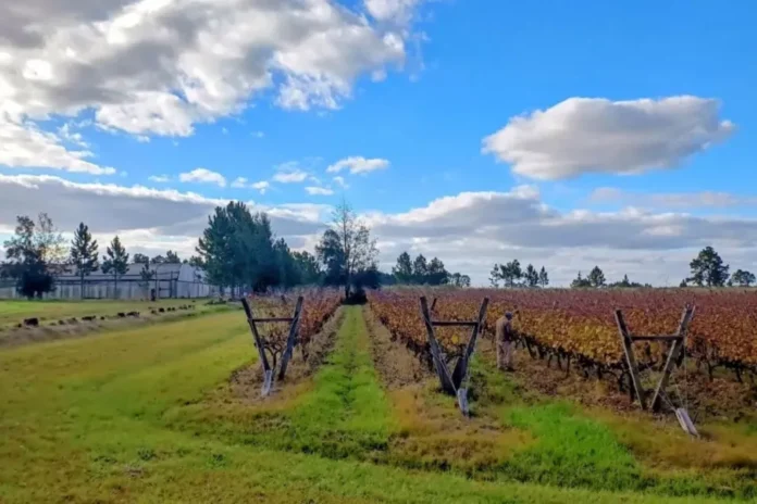 Viñedo orgánico certificado en Entre Ríos