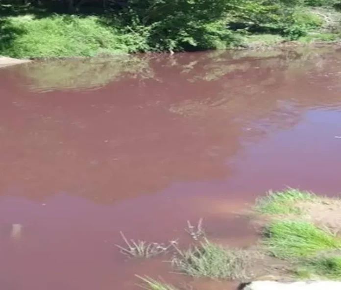 Vista de un arroyo entrerriano con vegetación ribereña