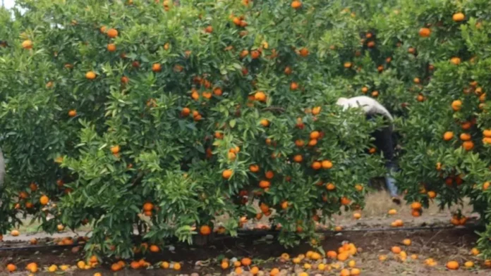 federacion-agraria-entre-rios-mirada-integral-diversidad-productiva-sustentabilidad Federación Agraria de Entre Ríos plantea una mirada integral de la diversidad productiva y la sustentabilidad