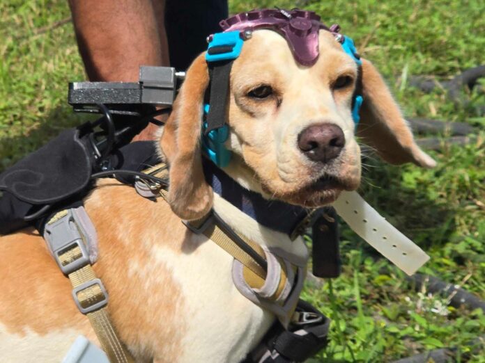 perros-sensores-ia-deteccion-cancer-aliento Perro con casco y arnés con sensores en laboratorio de Dognosis