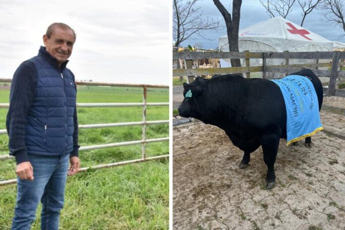 ramon-diaz-gran-campeon-macho-angus-los-ramones Toro Angus RP 93 de la cabaña Los Ramones, Gran Campeón Macho en Gualeguaychú