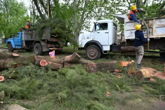 Vereda de la Costanera Sur de Gualeguaychú frente al Club de Pescadores donde se intervino un ciprés para construir un nuevo paso peatonal